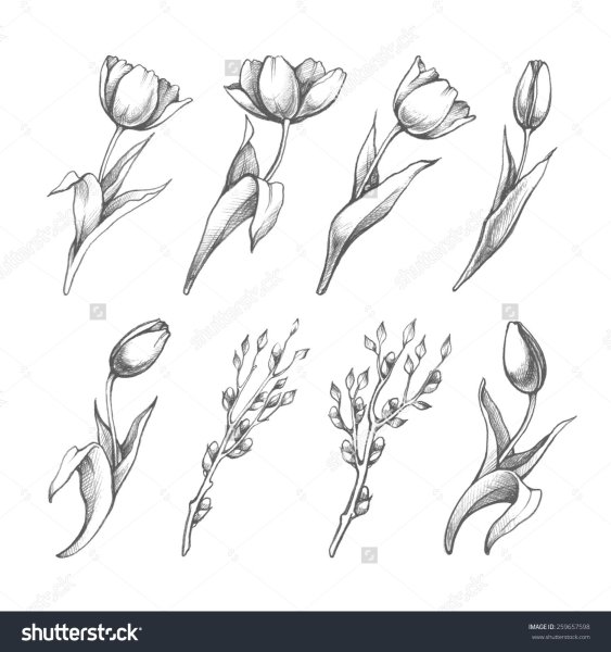 Скетч тюльпаны карандашом