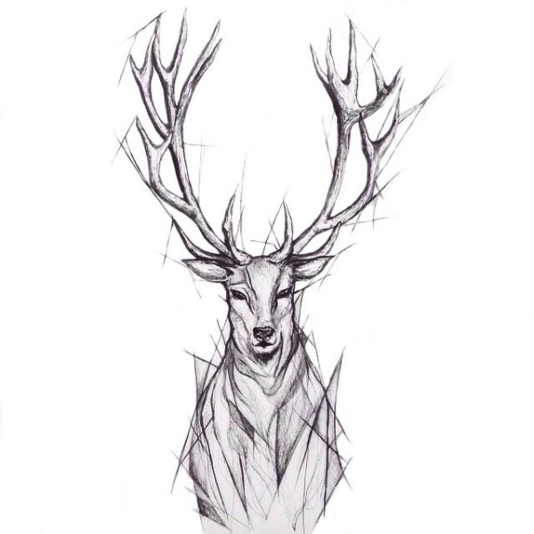 Череп оленя для срисовки
