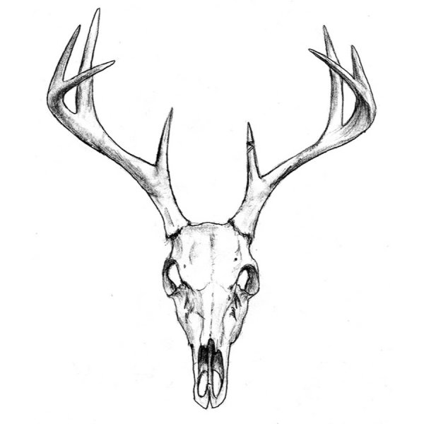 Череп лося с рогами вид снизу