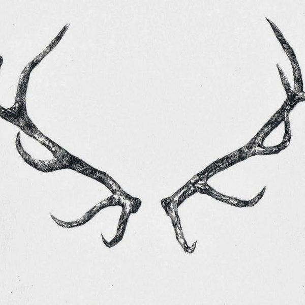 Эскиз Рогов оленя