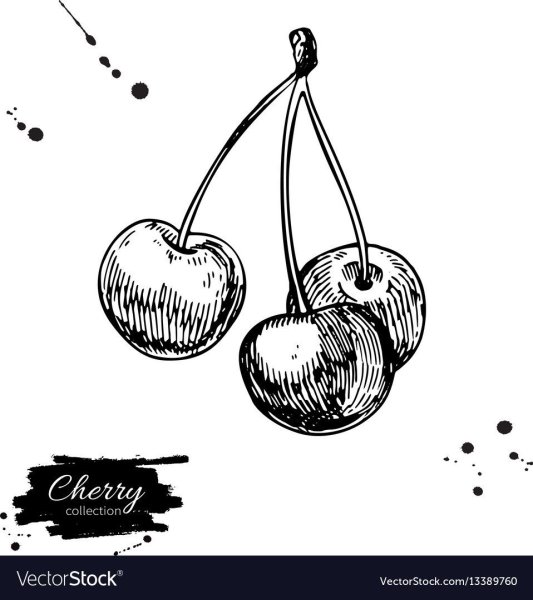 Вишня Графика