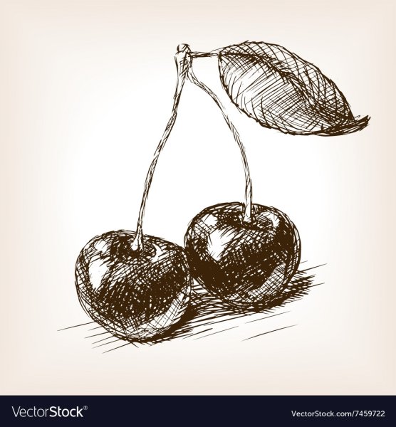 Вишня hand drawn