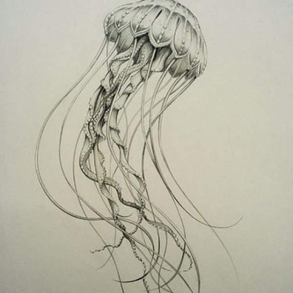 Эскизы Эстетика медузы