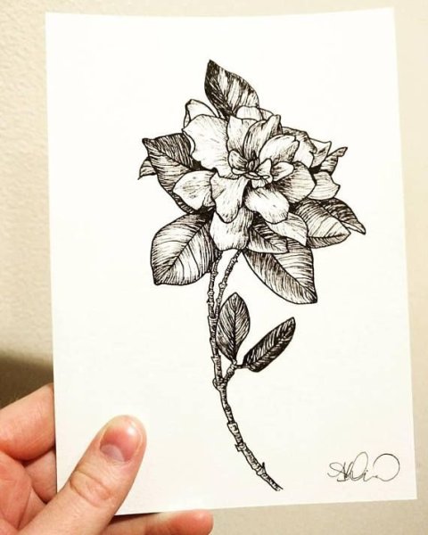 Цветы Графика