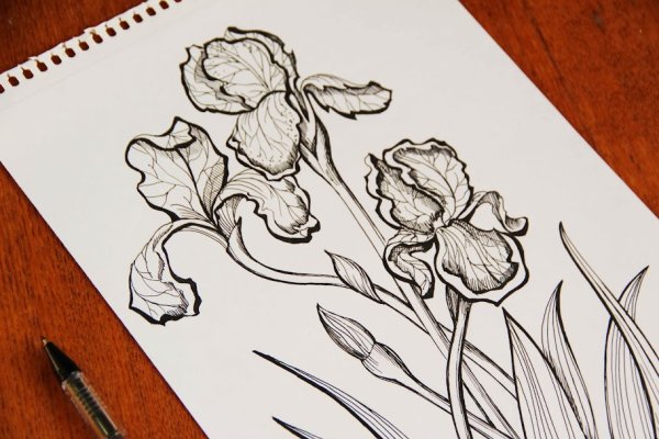 Наброски цветов ручкой