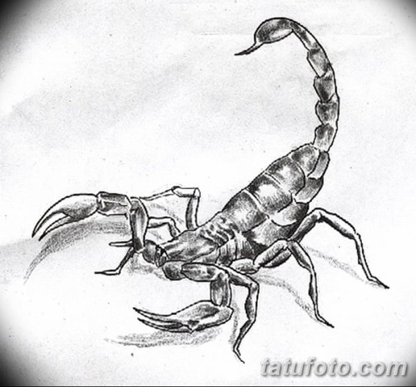 Скорпион эскиз карандашом