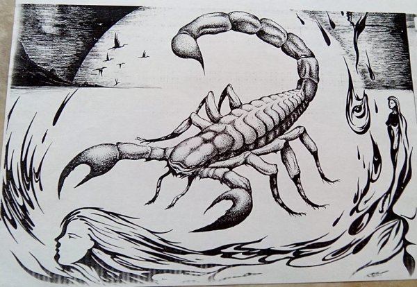 Рисунки для срисовки Скорпион