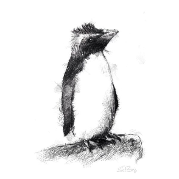 Скетчинг Пингвин
