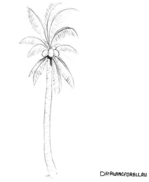 Графический пейзаж с пальмой