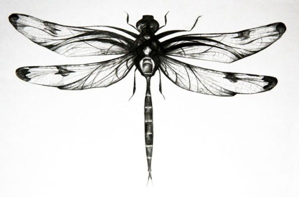 Стрекоза Графика