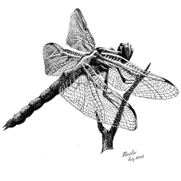 Стрекоза скетч