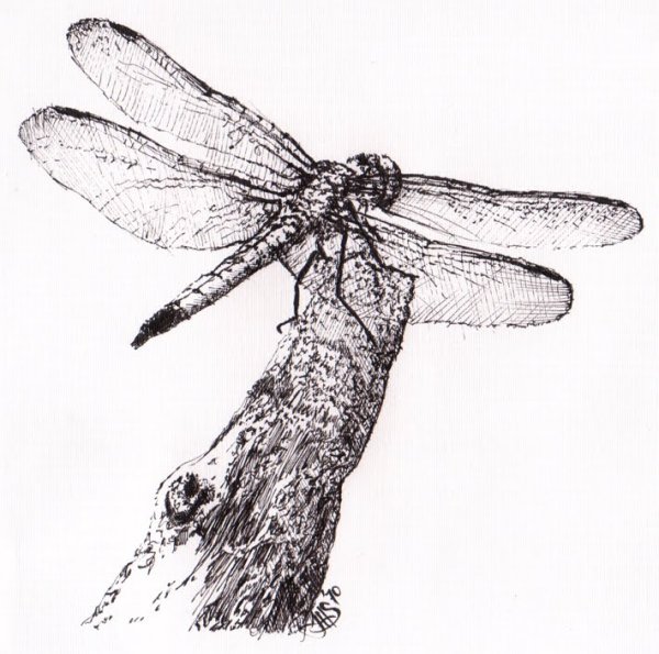 Стрекоза набросок