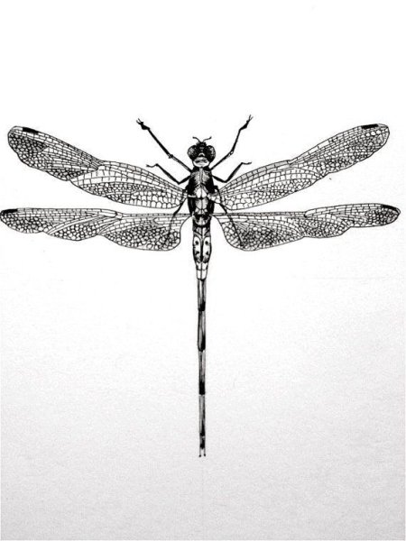 Стрекоза тушью