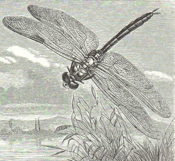 Графическая Стрекоза