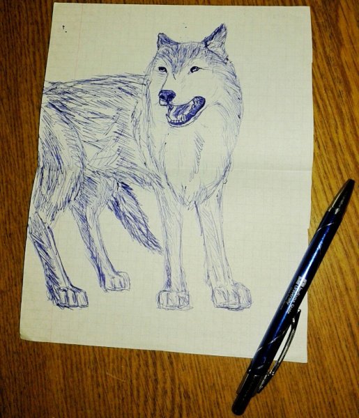 Волк зарисовка ручкой