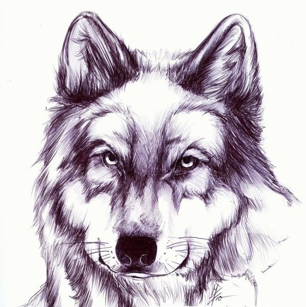 Волк черной ручкой