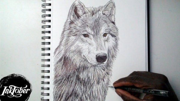 Рисунки Волков ручкой