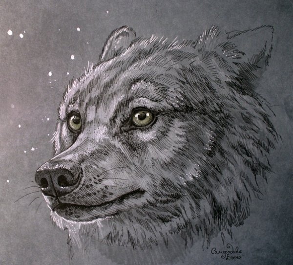 Волки в скетчбуке