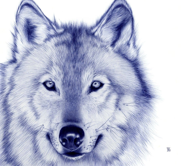Морда волка рисунок