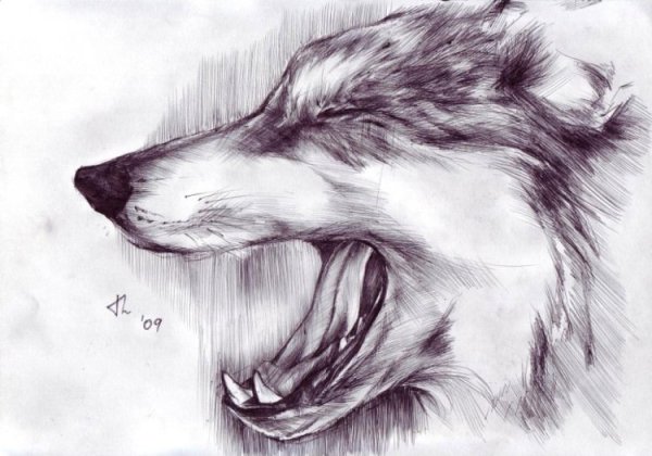 Рисовка волки ручкой