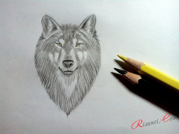 Волк рисунок ручкой