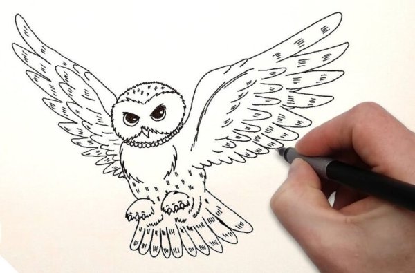 Как нарисовать сову