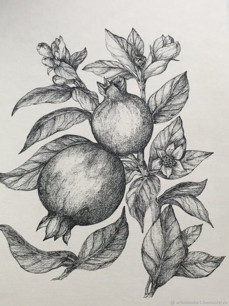 Гранат Графика