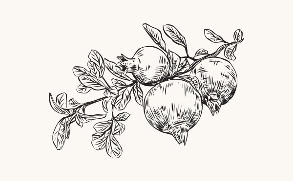 Гранатовое дерево Графика