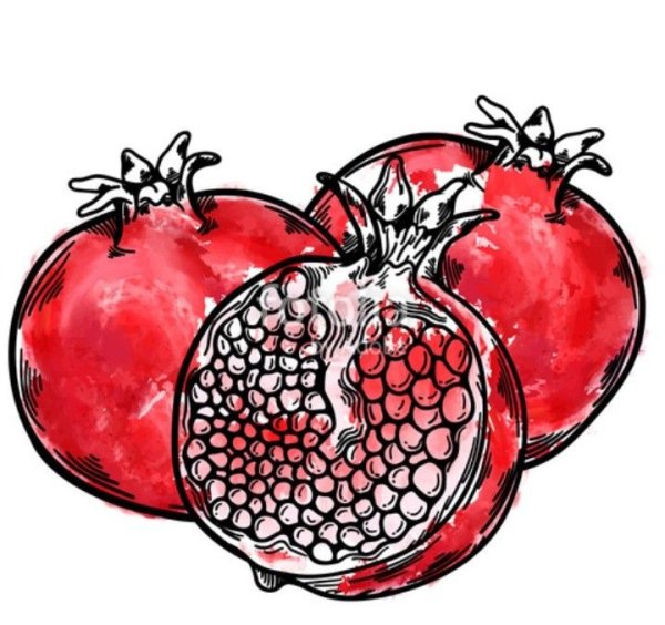 Гранат скетч акварель