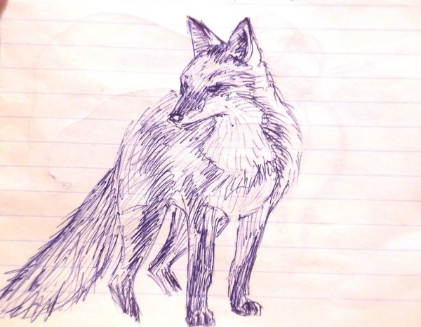 Лиса черной ручкой