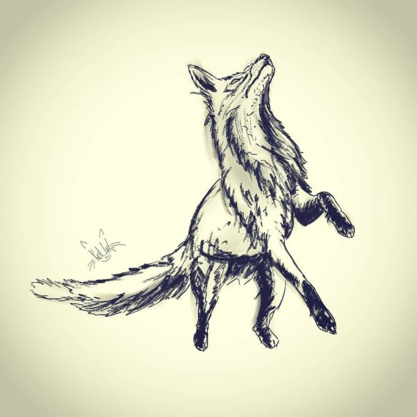 Графика (лиса)