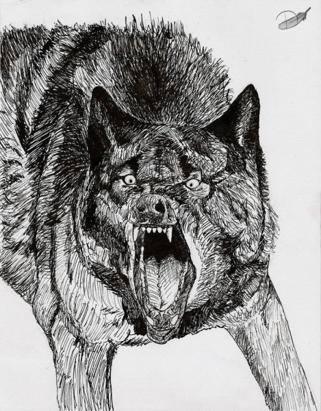 Инсанти Вулф