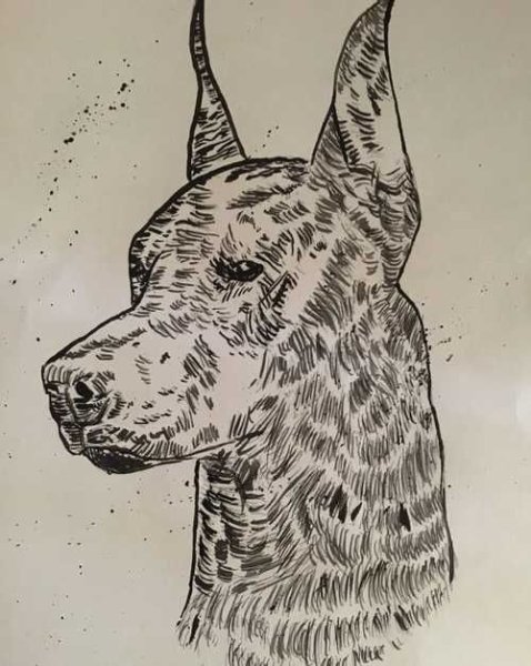 Доберман рисунок черной ручкой
