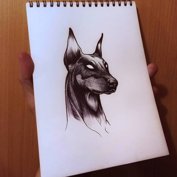 Доберман дотворк