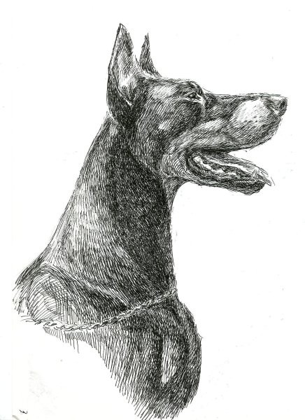 Доберман Графика