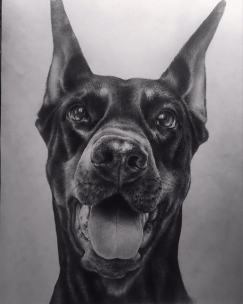 Доберман реализм