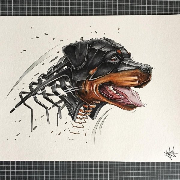 Ротвейлер эскиз