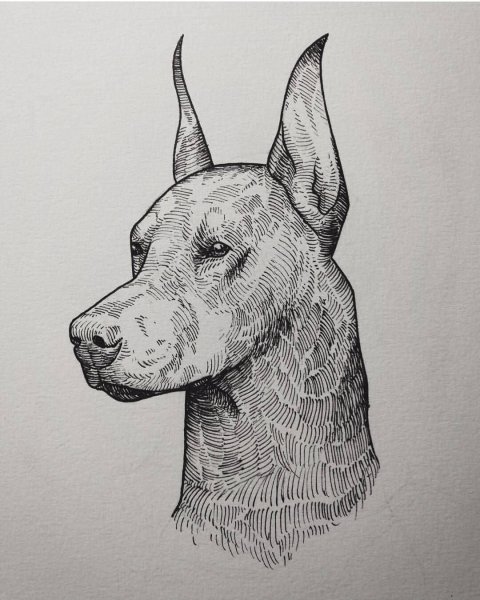 Доберман дотворк