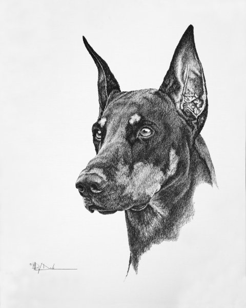 Скетч собаки Доберман
