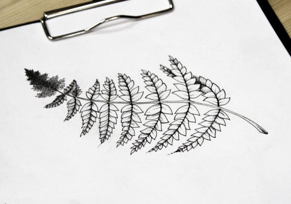 Папоротник эскиз