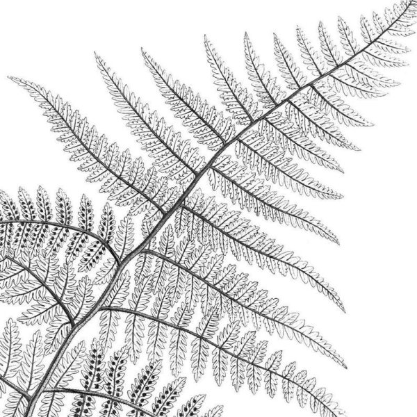 Папоротник карандашом