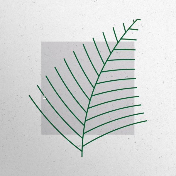 Папоротник эскиз