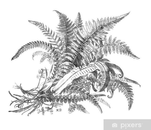 Листик папоротника тату