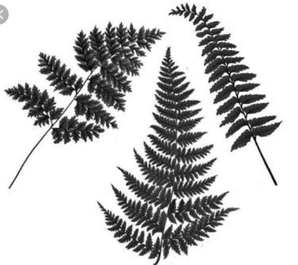 Папоротник Щитовник кочедыжник орляк