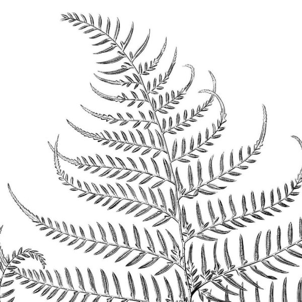 Папоротник гравюра