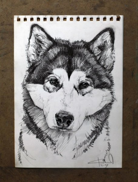 Хаски чёрной ручкой