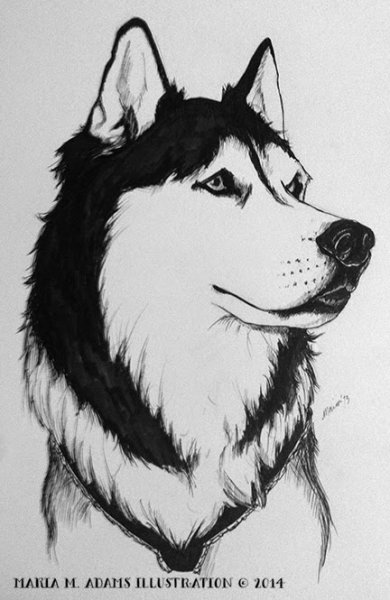 Графика хаски черно белые
