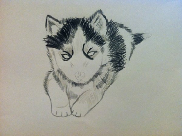 Рисунки хаски лёгкие и милые