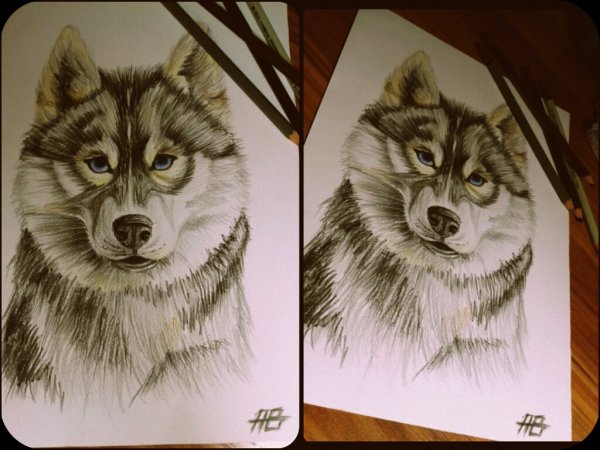 Рисунок хаски маркерами