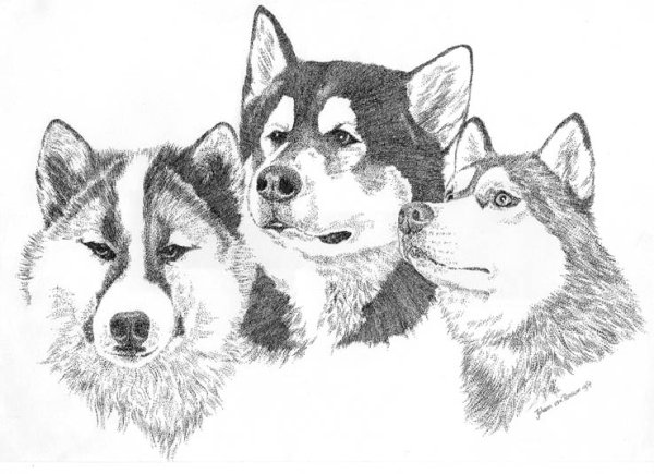 Морда волка рисунок